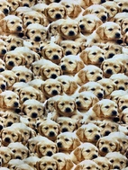 Golden Retriever Valpar