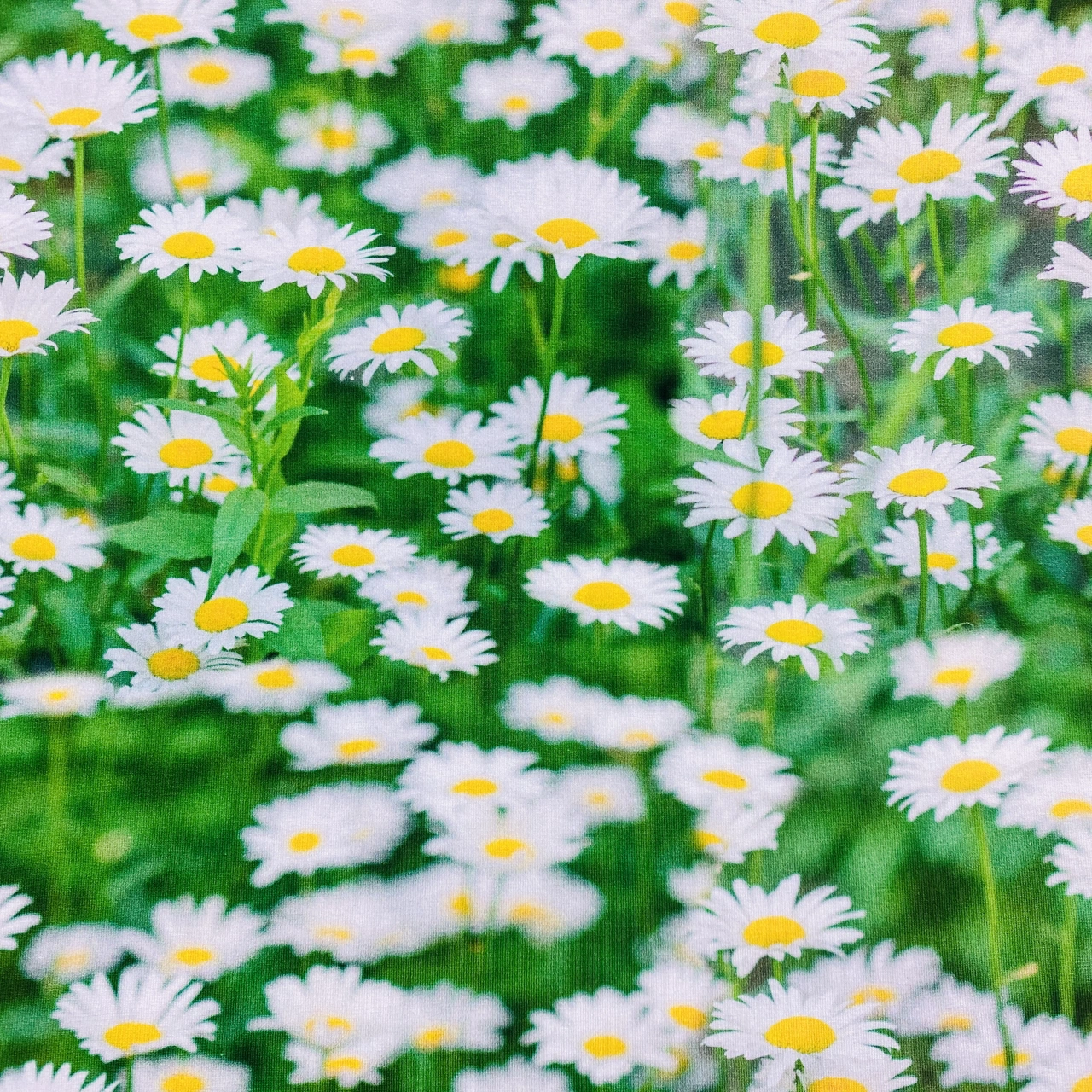 Tusensköna - Zelected By ZannaZ