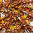 Kaniner i löv - Trikåtyg