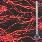 Electrik, Corell - Bad & Sportlycra