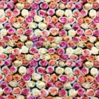 Ett fång av rosor - Zelected By ZannaZ