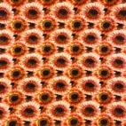 Ringblomma - Zelected By ZannaZ