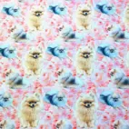 Holly, pomeranian - Zelected By ZannaZ