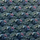 Raven - Zelected By ZannaZ