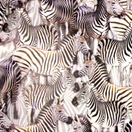 Skinnimitation Zebra