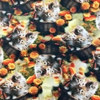 Kitten in basket - Zelected By ZannaZ