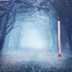 Enhörning i skogen liten - Panel