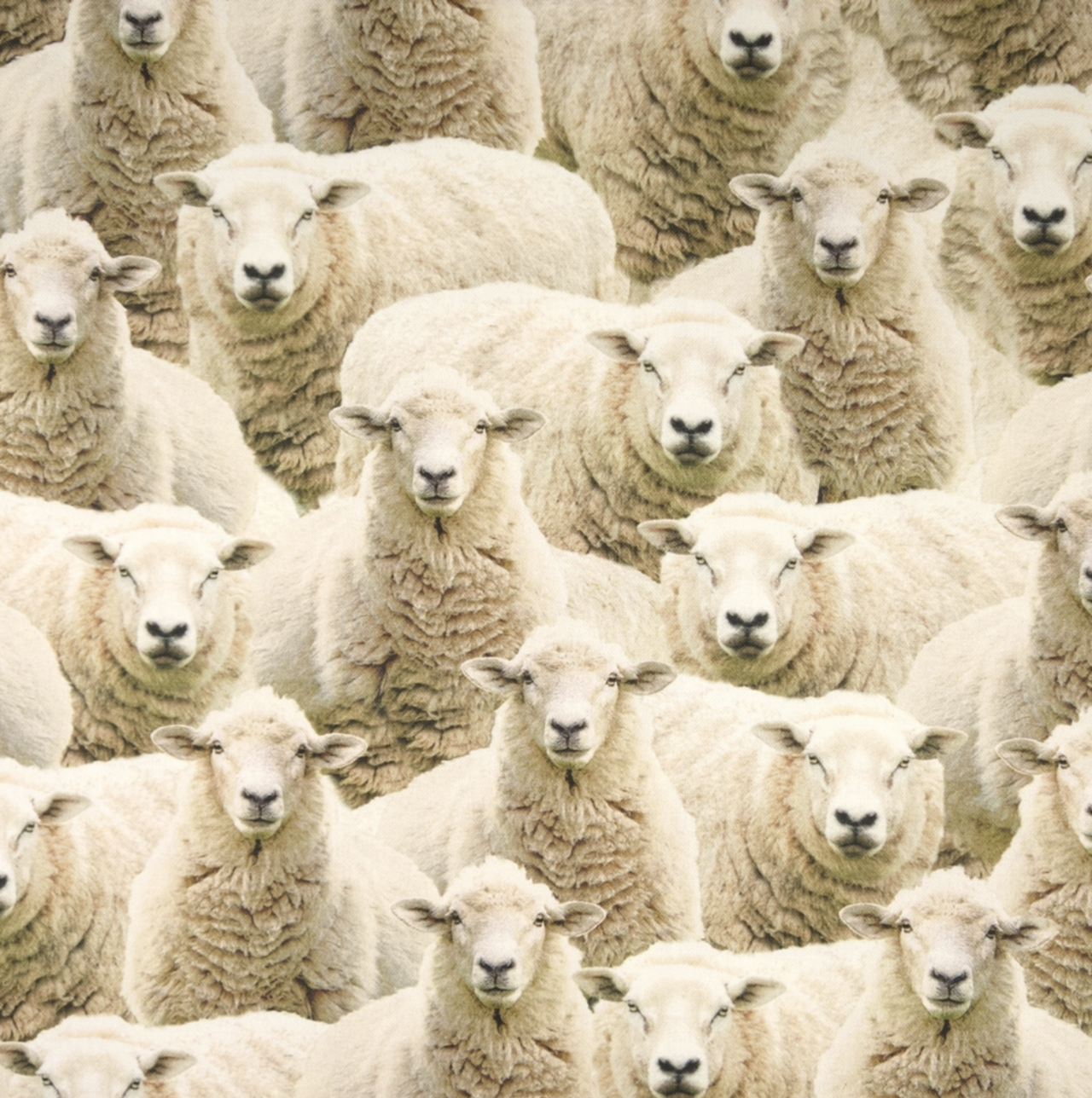 Sheep - halv panama
