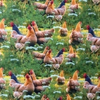 The Hen Agda - Knit fabric